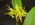 Pleurothallis ruscifolia