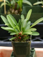 Pleurothallis tribuloides