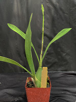 Prosthechea (prismatocarpa x vitellina)