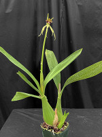 Prosthechea cochleata - Select form