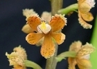 Prosthechea guttata