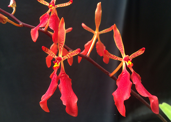 Renanthera Firecracker