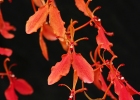 Renanthera imschootiana