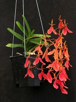 Renanthera imschootiana