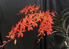 Renanthera monachica