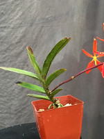 Renanthera Mona Lisa