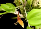 Restrepia brachypus