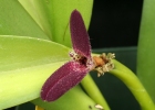Restrepiella ophiocephala var. purple