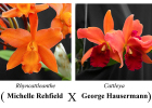 Rhyncattleanthe (Michelle Rehfield x George Hausermann)