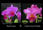 Rhyncholaeliocattleya (Brad Carter x Frank Lloyd Wright)