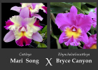 Rhyncholaeliocattleya (Maris Song x Bryce Canyon)