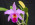 Rhyncholaeliocattleya Astral Waif 'Crothers'