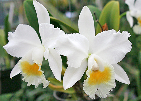 Rhyncholaeliocattleya Dianacita