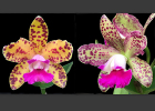 Rhyncholaeliocattleya Opal Appaloosa