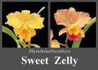 Rhyncholaeliocattleya Sweet Zelly