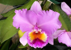 Rhyncholaeliocattleya Sylvia Fry 'Supreme', AM/AOS