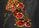 Rodricidium Spunky