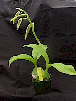 Rossioglossum Rawdon Jester