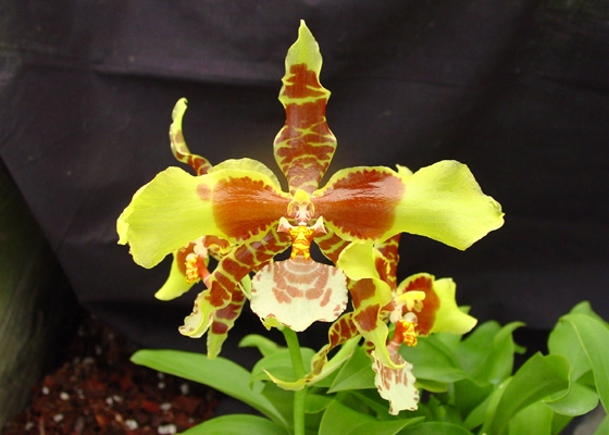 Rossioglossum Rawdon Jester