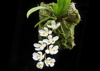 Sarcochilus falcatus Large Flower seedlings