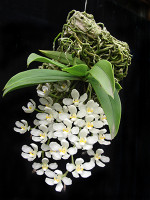 Sarcochilus falcatus Large Flower seedlings