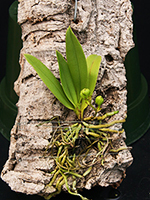 Sarcochilus falcatus Large Flower seedlings