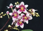 Sarcochilus fitzgeraldii 'Little Sheila'