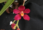 Sarcochilus Patricia June
