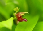 Scaphosepalum microdactylum