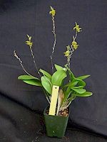 Scaphosepalum verrucosum