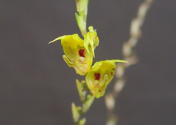 Scaphosepalum verrucosum