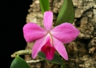 Sophrolaelia Orpetii