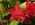 Sophrolaeliocattleya Jewel Box 'Scheherazade', AM/AOS