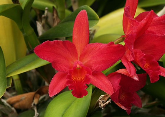 Sophrolaeliocattleya Jewel Box 'Scheherazade', AM/AOS