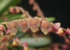 Stelis argentata