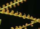 Stelis cupuligera