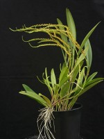 Stelis cupuligera