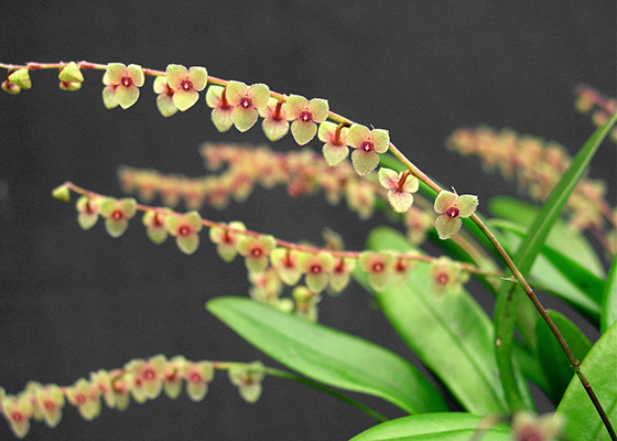 Stelis megantha