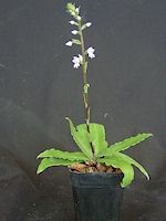 Stenoglottis Bill Fogarty