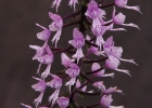 Stenoglottis longifolia
