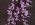 Stenoglottis longifolia