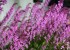 Stenoglottis Venus 'Jamboree', HCC/AOS