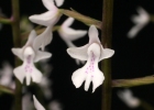 Stenoglottis woodii