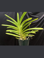 Vanda Java Jive