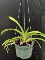 Vanda Sumatra Sunspot